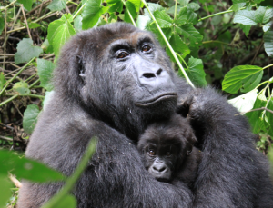 gorilla with child